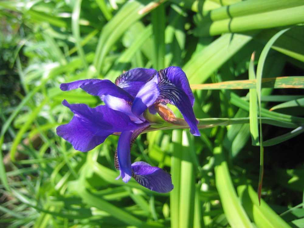 Iris sibirica 'Caesar' (Schwertlilie (bartlos))